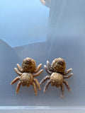Sundae Spiders