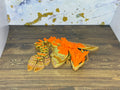 Moth Head Dragon