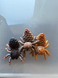 Pinecone Spiders