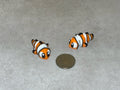 Clownfish