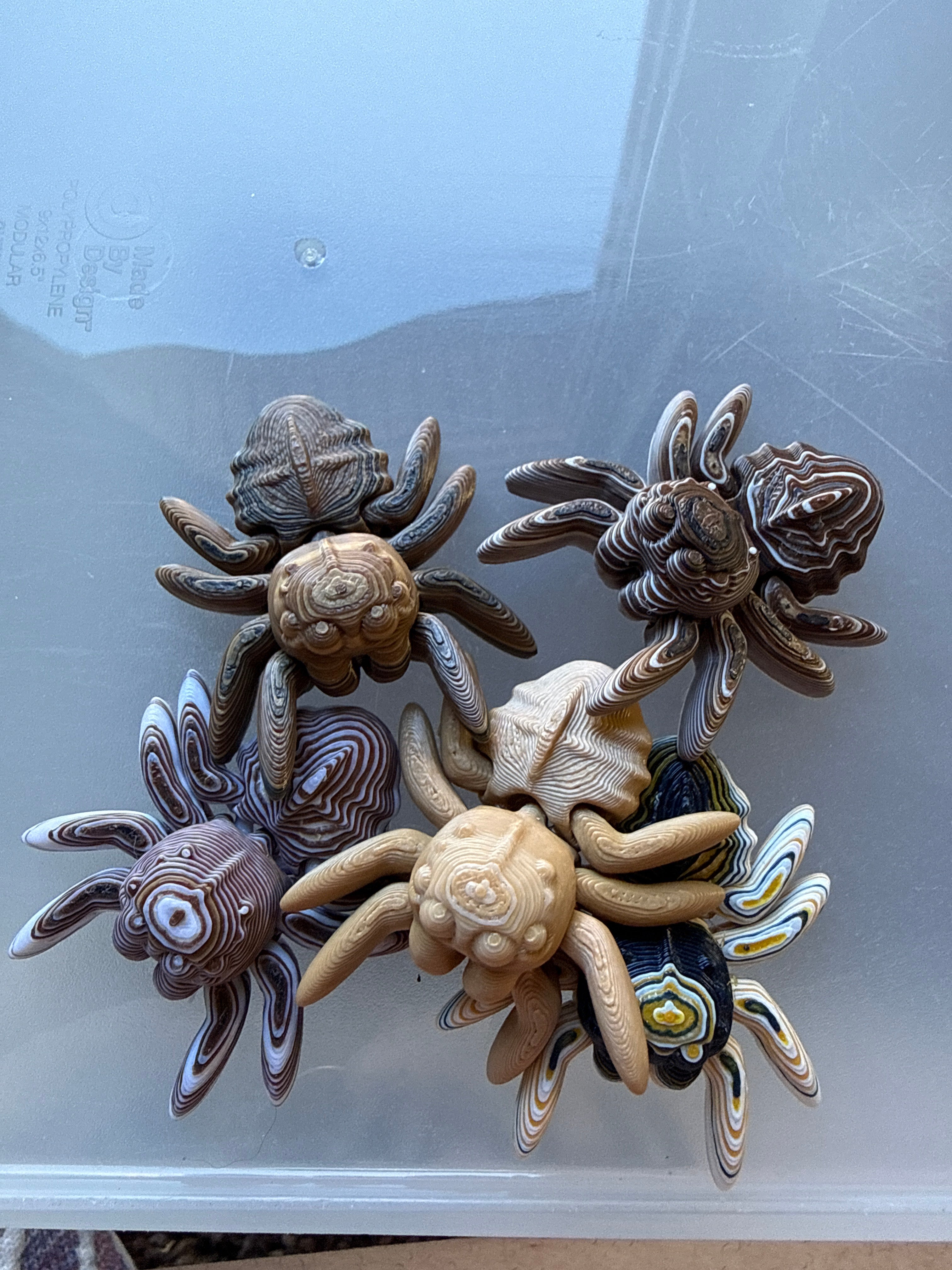 Spiders