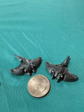 Manta Ray
