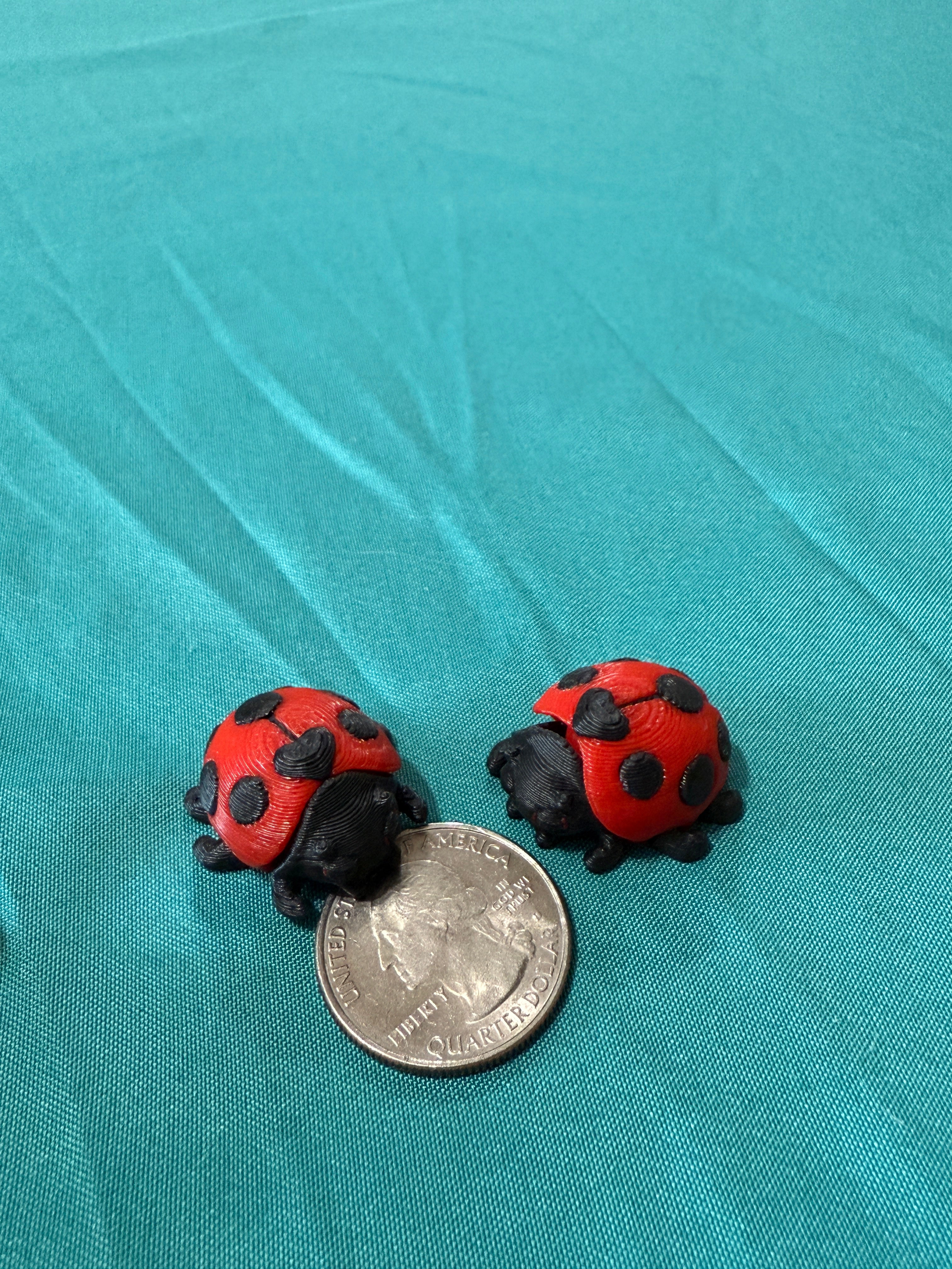Ladybug