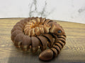 Snake - Nutmeg